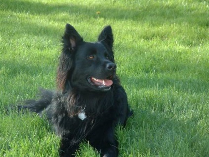 Belgian istoria Shepherd, standard, de natura și caracteristicile (foto)