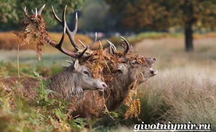 Red Deer (Red Deer. Stilul de viață și habitatul de cerb roșu) cerb roșu
