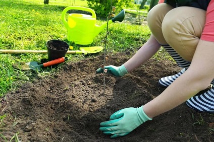 Cum de a planta un copac în primăvară