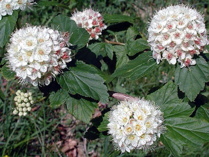 arbust Physocarpus - plantare și fotografie, decuparea și physocarpus de reproducție physocarpus de îngrijire