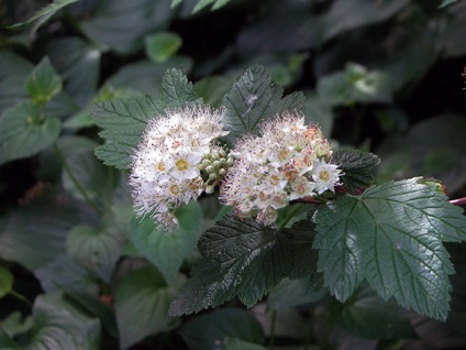 arbust Physocarpus - plantare și fotografie, decuparea și physocarpus de reproducție physocarpus de îngrijire