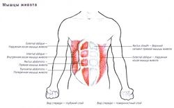 mușchii abdominali