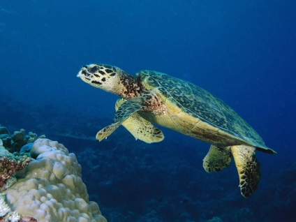 țestoase de mare (de mare) țestoase marine
