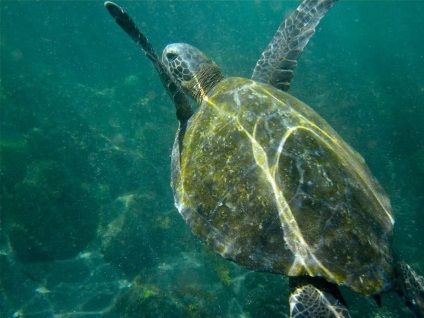 țestoase marine (broască țestoasă) țestoase marine