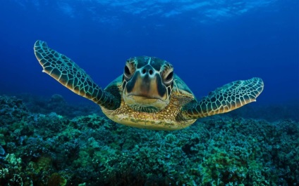țestoase marine (broască țestoasă) țestoase marine