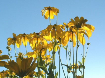 Rudbeckia fotografie și specii, în creștere din semințe, plantarea și îngrijirea (în creștere) Rudbeckia fotografie și specii, în creștere din semințe, de plantare și îngrijire