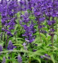 Salvia officinalis