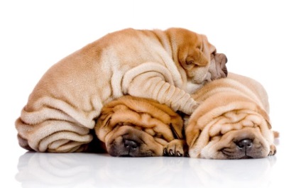 Shar Pei Descriere rasa cu fotografii (PEI) Descriere rasa Shar Pei cu fotografii