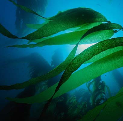 Animale și plante de Lacul Baikal, descriere, natura fotografie Baikal