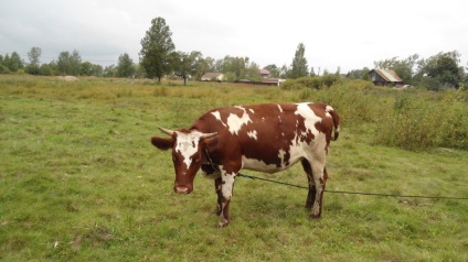 vaci de rasa Ayrshire caracteristică, comentarii, foto, video