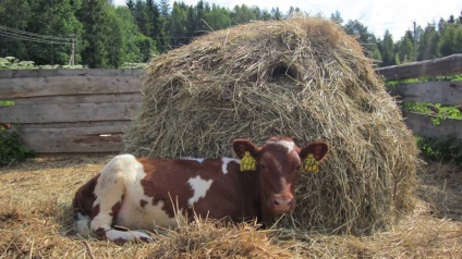 vaci de rasa Ayrshire caracteristică, comentarii, foto, video