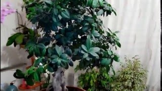 Bonsai ficus Benjamin cu mâinile cum să crească