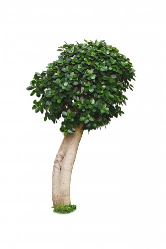 Bonsai ficus Benjamin cu mâinile cum să crească