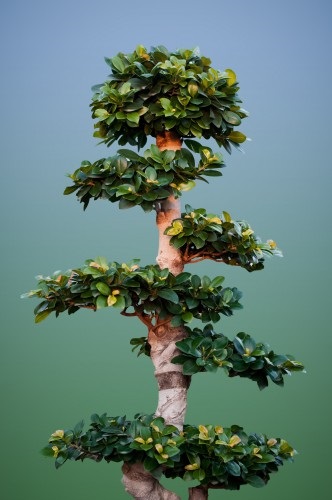 Bonsai ficus Benjamin cu mâinile cum să crească