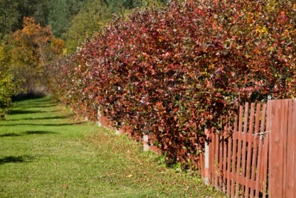 plantare chokeberry, cultivarea, tăierea și îngrijirea