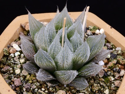 Flower Haworthia - îngrijire de transfer acasă și de reproducere haworthias, tipuri de haworthias