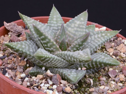 Flower Haworthia - îngrijire de transfer acasă și de reproducere haworthias, tipuri de haworthias