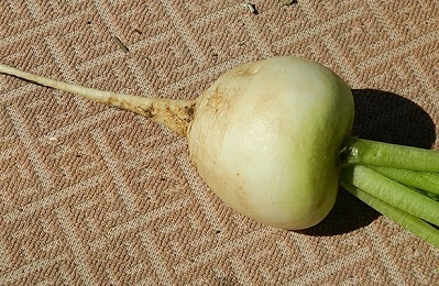 Sasha daikon (ridiche japoneză) plantare și îngrijire, descrierea soiului