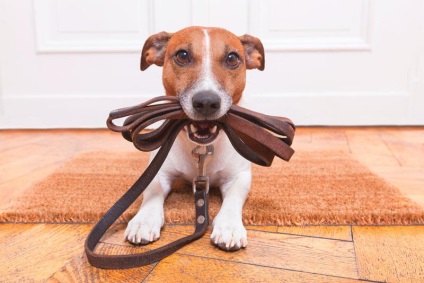 formare Dzhek Rassel Terrier modul de a instrui un catelus Dzhek Rassel terier