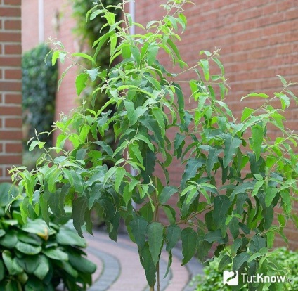 Cultivarea de eucalipt in casa si ingrijire