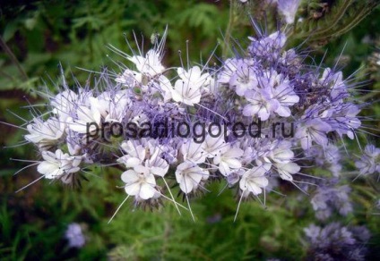 Phacelia gunoi de grajd verde pentru proprietățile de grădină și aplicații, fotografii și videoclipuri