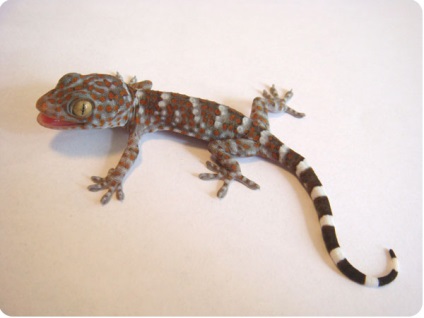 Gecko, conținutul de feed-uri Gecko Gecko imagine, Gecko Tokay, Gecko de reproducție