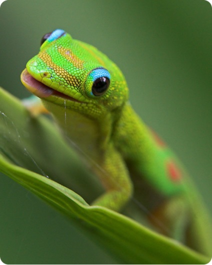 Gecko, conținutul de feed-uri Gecko Gecko imagine, Gecko Tokay, Gecko de reproducție