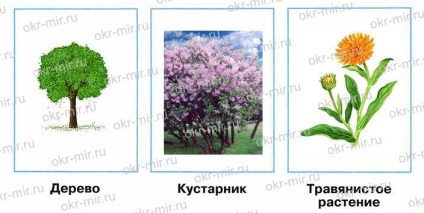 Ce tipuri de plante (Pleshakov, Workbook Grad 2 partea 1)