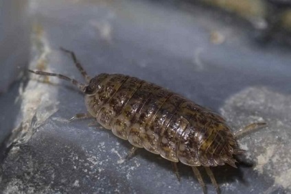 Cum să scapi de păduchilor toate căile pentru a scapa de insecte