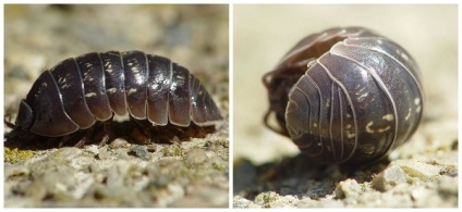 Cum să scapi de păduchilor toate căile pentru a scapa de insecte