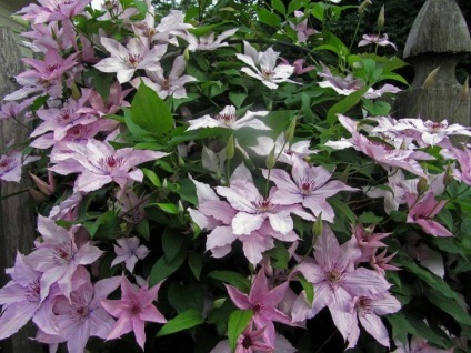 Clematis în containere, sau cum să crească Clematis pe balcon, vergardens