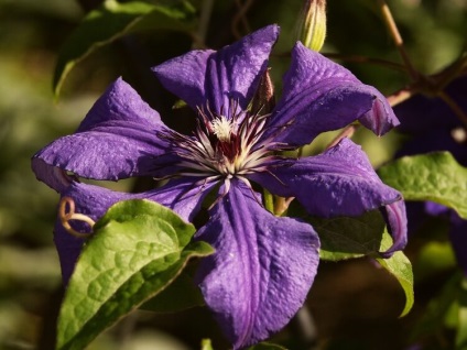 Clematis în containere, sau cum să crească Clematis pe balcon, vergardens