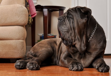 Mastiff (Mastino Neapolitana) fotografii, descriere rasa (Neapolitana) Mastiff (Mastino Neapolitana) fotografii, descriere rasa