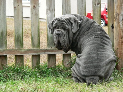 Mastiff (Mastino Neapolitana) fotografii, descriere rase (mastiff Neapolitana) Mastiff (Mastino Neapolitana) fotografii, descriere rasa