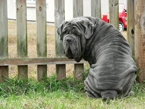 Mastiff descriere rasa - câinele meu (rasa Mastiff) Descriere rasa Mastiff - câinele meu