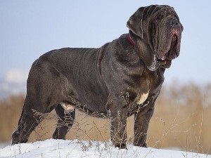 Descrierea naturii și aspectul Mastiff (descriere) Descrierea naturii și aspectul napolitană Mastiff