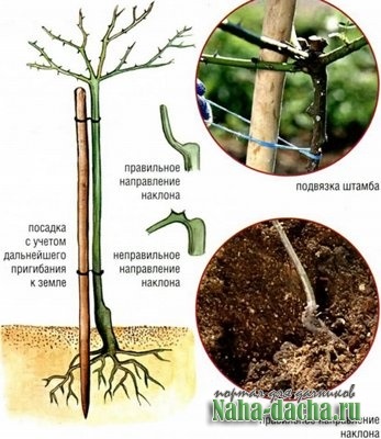 În detaliu modul în care să aibă grijă de trandafiri - dând propriile lor mâini construi, plante, decora, de masterat în țară