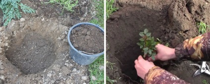 Trandafiri - plantare și îngrijire în câmp deschis, fotografie