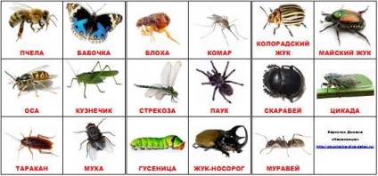 Descărcați carduri - animale, păsări, insecte - obuchalka