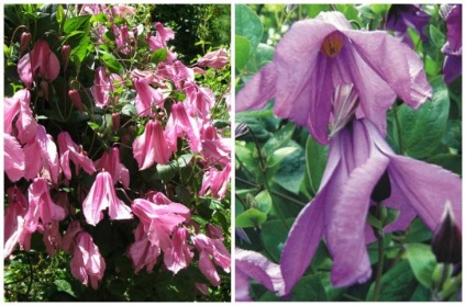 Clematis, care pot fi cultivate în recipiente