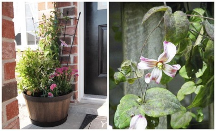 Clematis, care pot fi cultivate în recipiente