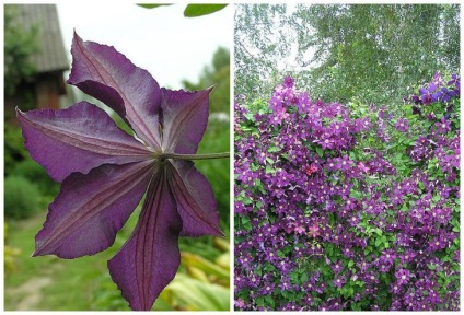 Clematis, care pot fi cultivate în recipiente