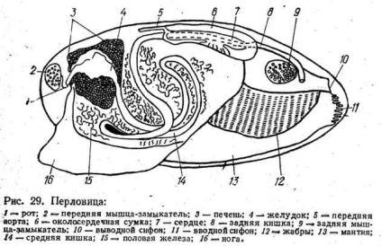 Structura și reproducerea perlovitsy