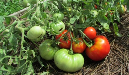 Tomate „mongol pitic“ descriere si caracterizare, de reproducere, fotografii