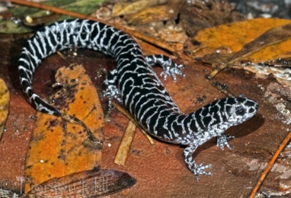 Tailed amfibian (caudata) amfibieni detașamentiștii amfiumy ambistomy gigant salamandra gigant