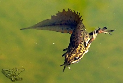 Tailed amfibian (caudata) amfibieni detașamentiștii amfiumy ambistomy gigant salamandra gigant