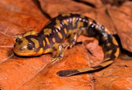 Tailed amfibian (caudata) amfibieni detașamentiștii amfiumy ambistomy gigant salamandra gigant