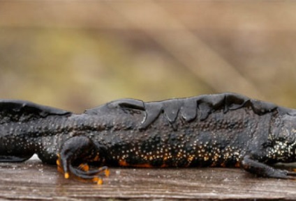 Tailed amfibian (caudata) amfibieni detașamentiștii amfiumy ambistomy gigant salamandra gigant