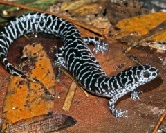 Tailed amfibian (caudata) amfibieni detașamentiștii amfiumy ambistomy gigant salamandra gigant