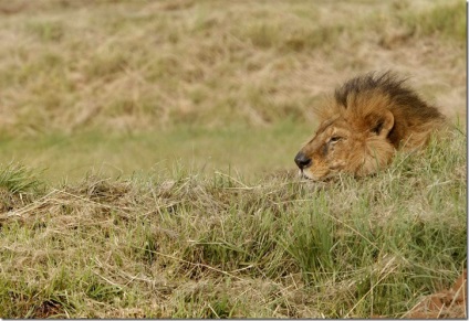 Animalele din diferite grădini zoologice din întreaga lume